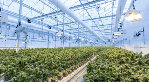 La elevada huella de carbono que genera la industria del cannabis