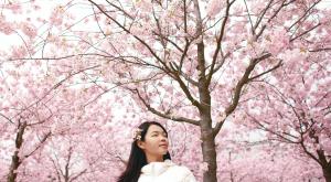 Las impresionantes floraciones de cerezos en Japón se adelantan este año