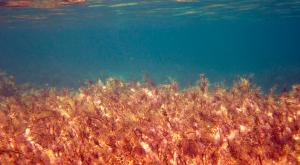 Crece la alerta por la expansión de esta alga tóxica en las playas de España